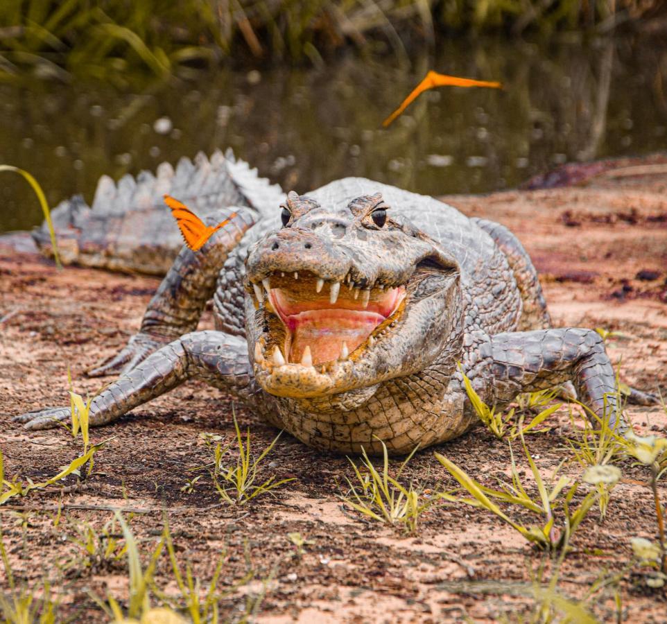 Pousada Sao Joao - Estrada Parque Pantanal Villa Passo do Lontra Exteriör bild