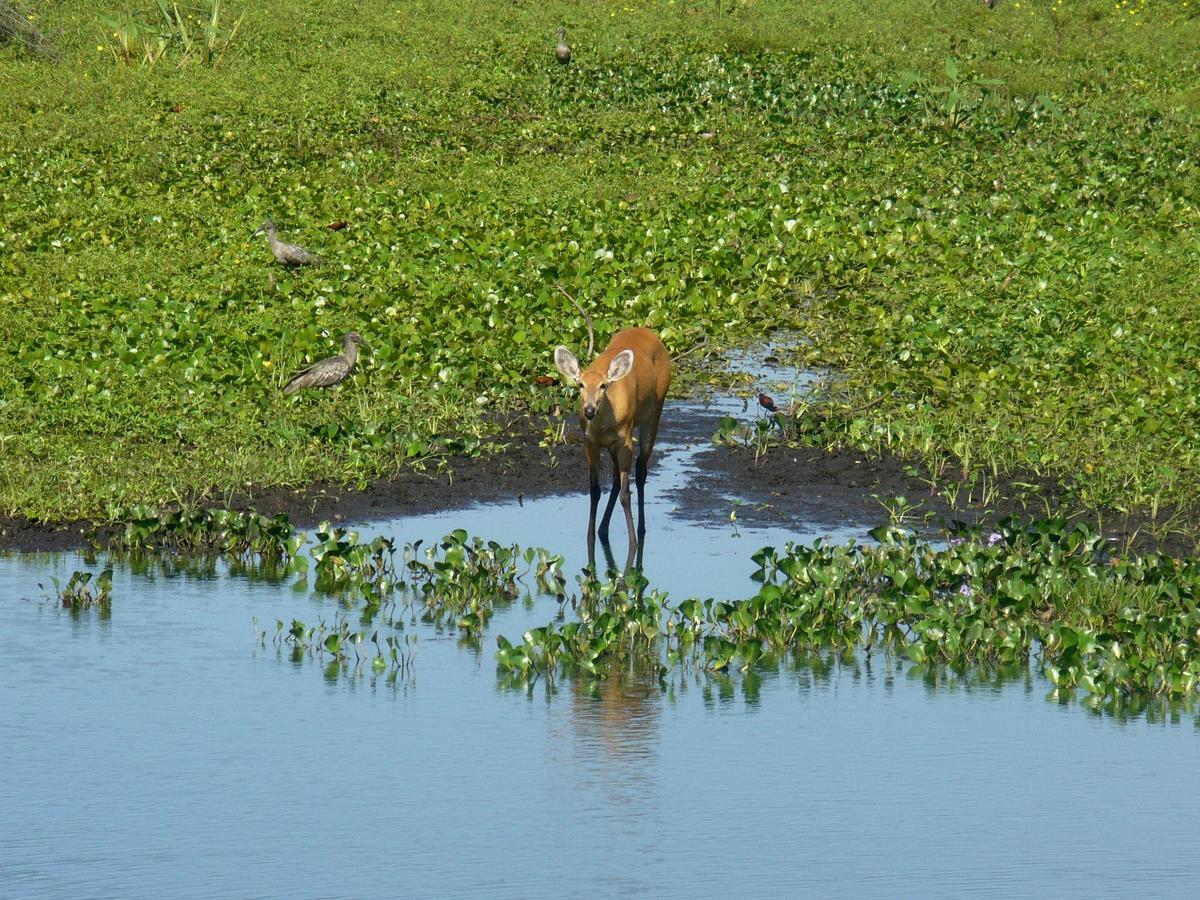 Pousada Sao Joao - Estrada Parque Pantanal Villa Passo do Lontra Exteriör bild